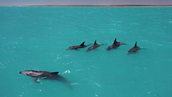 four male bottlenose dolphin allies and one female dolphin in bright blue water
