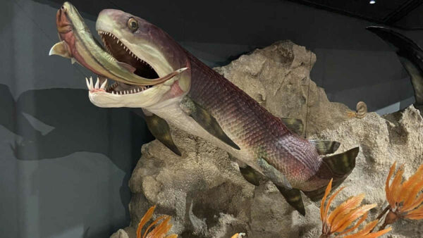gogo-fish-diorama-of-a-devonian-fish-eating-another-fish
