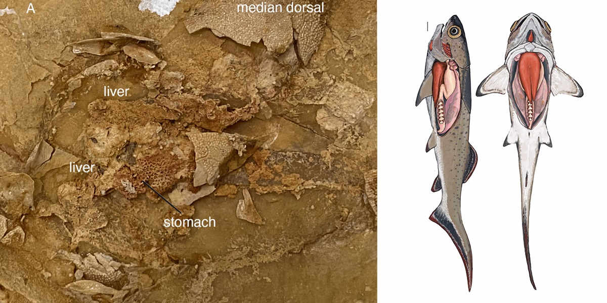devonian-fossil-fish-showing-organs