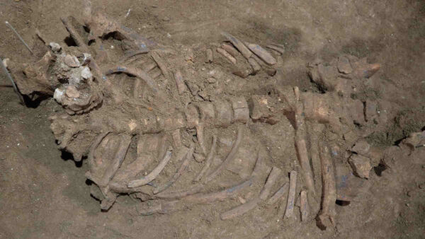 skeleton-found-in-borneo-with-amputated-leg