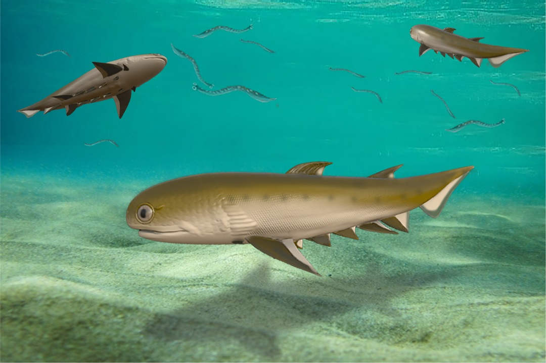 reconstruction-of-fanjingshania-ancient-fish-shark