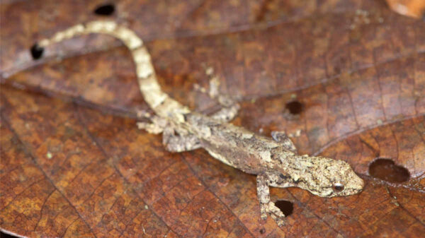 tiny-madagascar-gecko