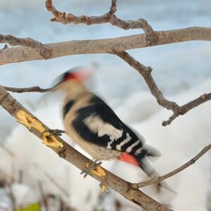 Woodpecker rapidly drumming