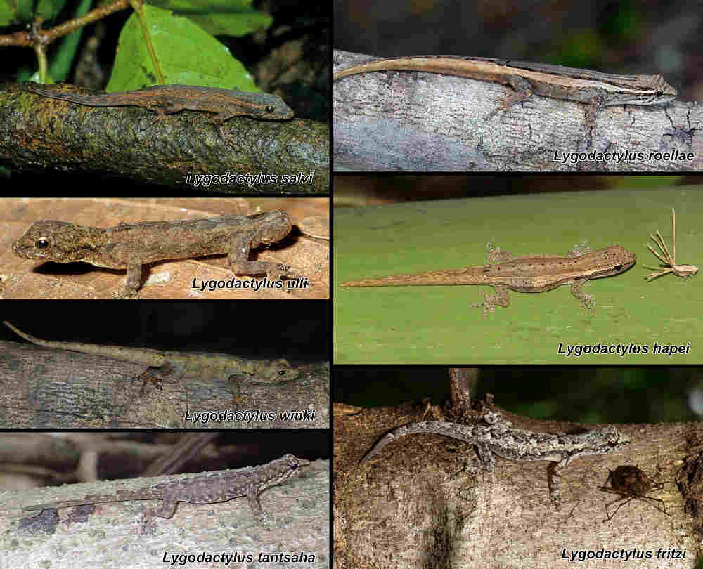 7-of-the-8-new-gecko-species-in-madagascar