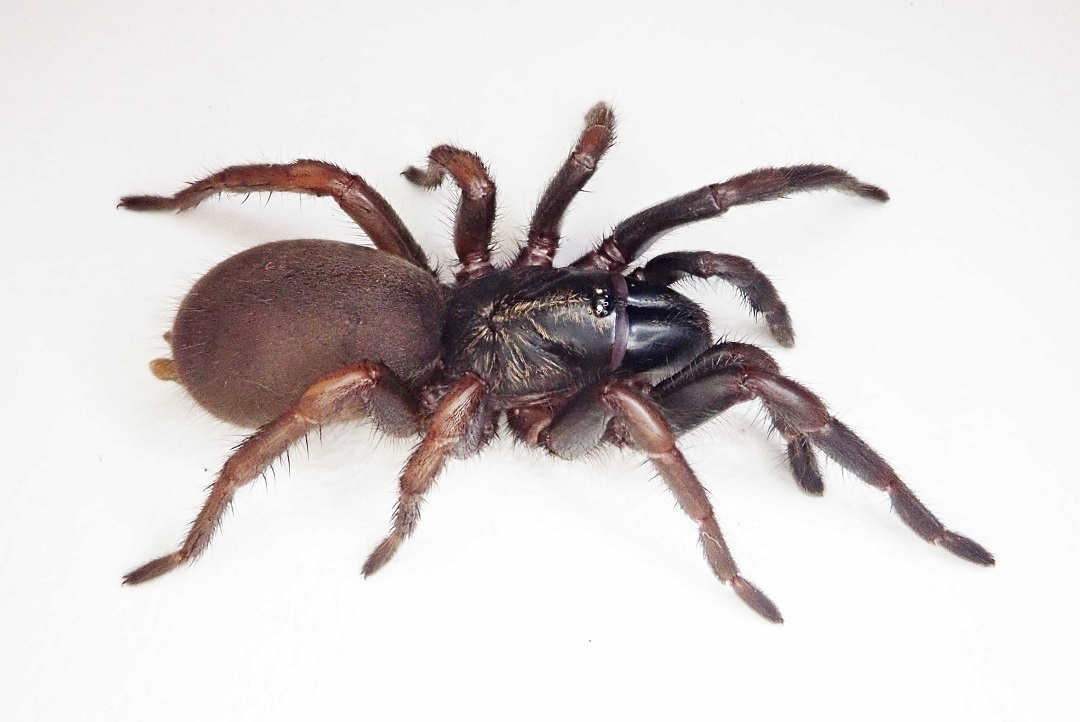 dark-spider-found-near-bowen