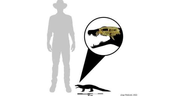 trilophosuchus-size-comparison