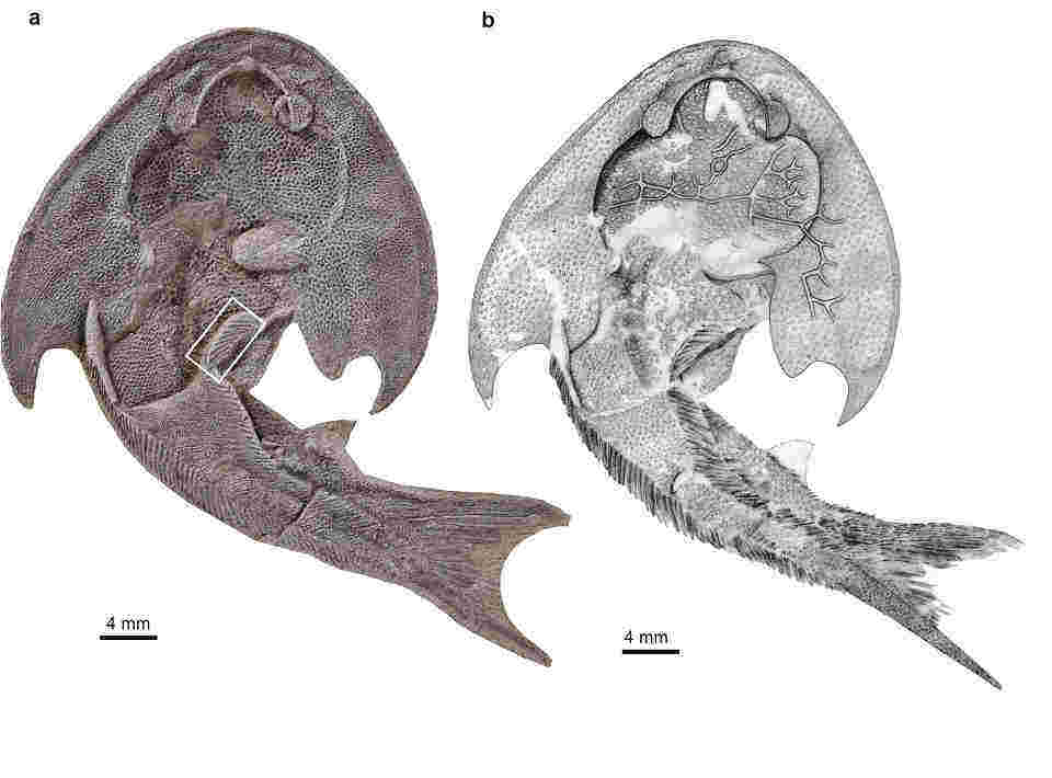 specimen-of-ancient-fish-tujiaaspis-fossil-scan