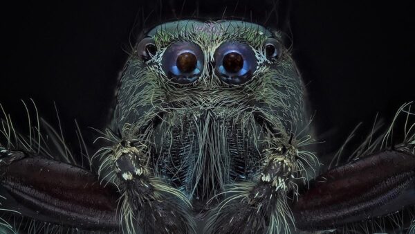 A very close up of a big, blue, hairy spider on a black background. You can only see his head. He's looking straight at the camera.