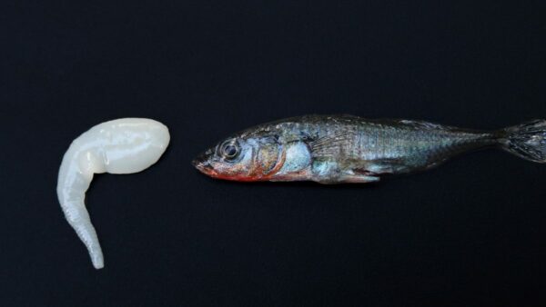 Threespine stickleback and its tapeworm parasite