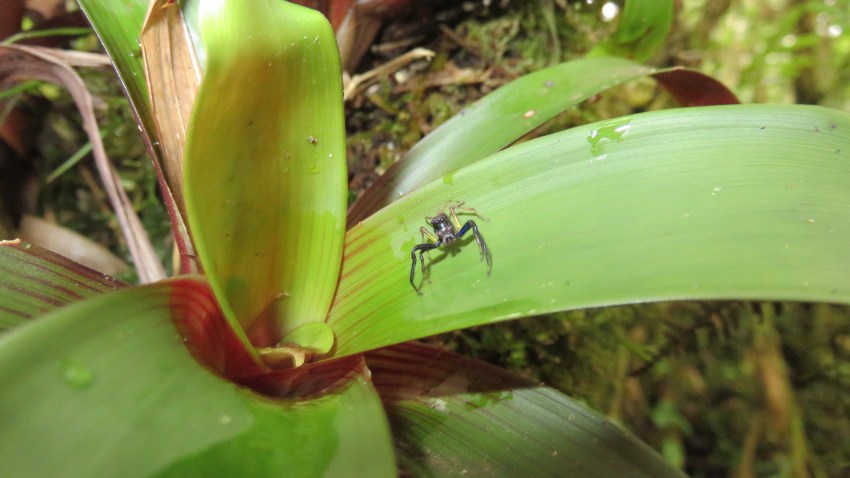 Spider on a leaf
