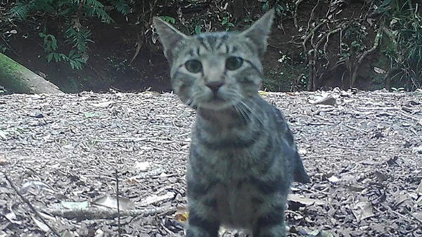 A large cat looking into a camera. The picture was taken outdoors in a forest.