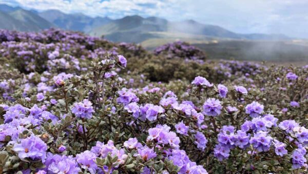 purple rhododendron flowers in foreground, mountains in background