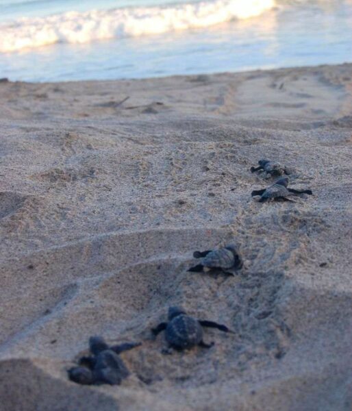 Olive Ridley hatchlings make their way in a line to the sea