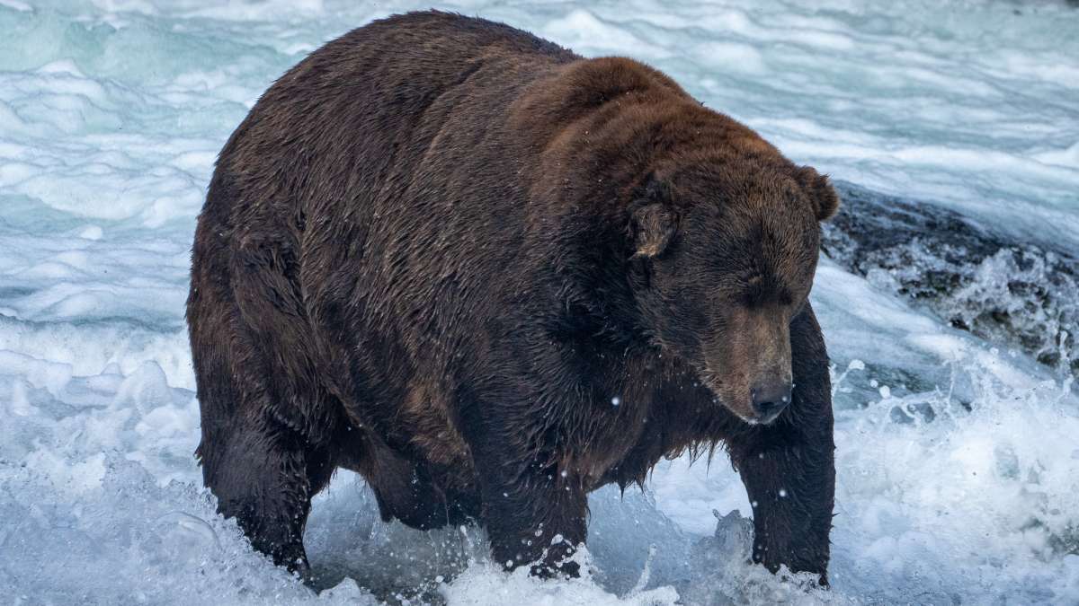 A brown bear in rapids searches for fish