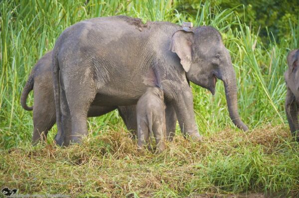 Collared female elephant and calf in Borneo