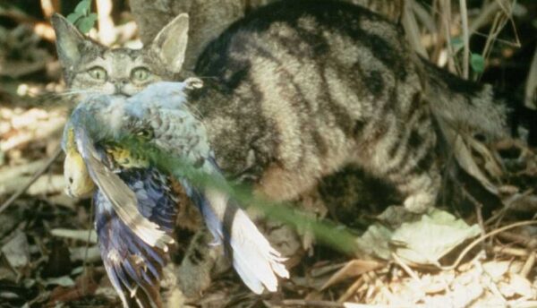 A feral cat with Rosella.
