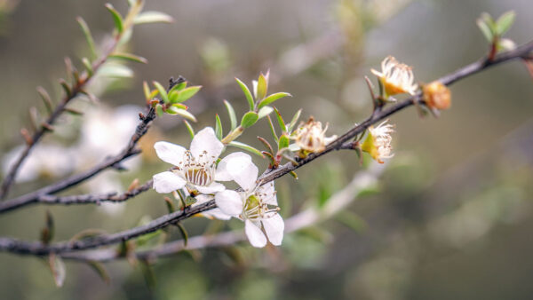 A close up of a manuka plant with a white flower