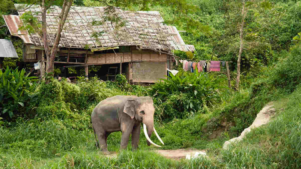asian-elephant-in-thai-village