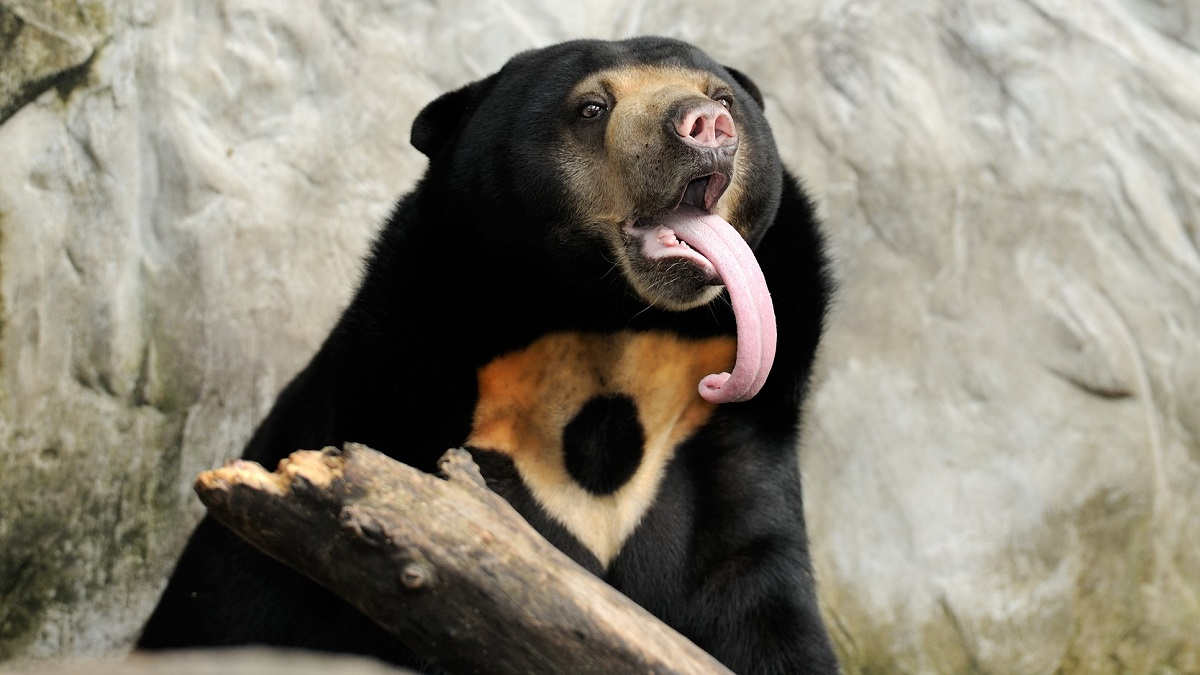 malayan-sun-bear-sticking-its-tongue-out