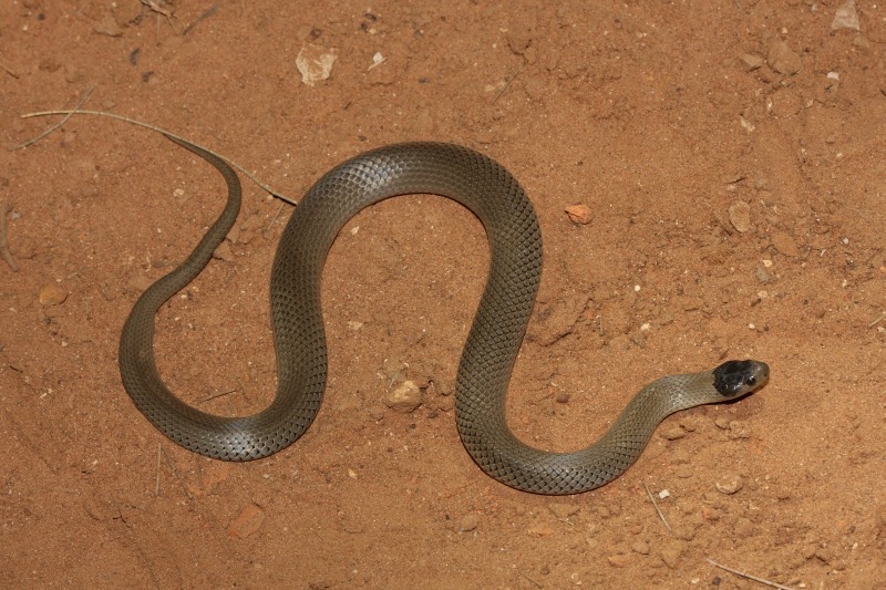 threatened species, endangered grey snake