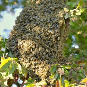 Bees swarm on an apple tree