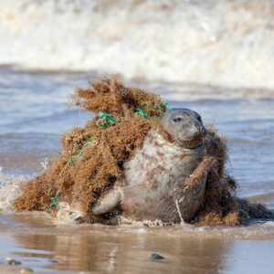 Seal trapped in fishing net