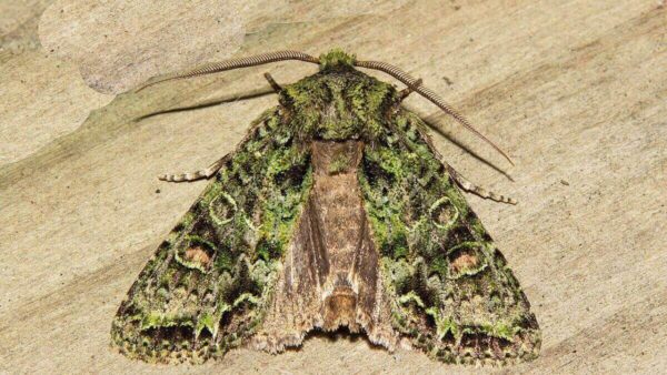 A green and brown moth