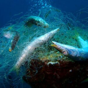 Fishing nets hold trapped dead fish