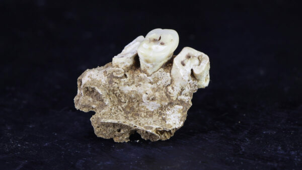 human maxilla fragment.