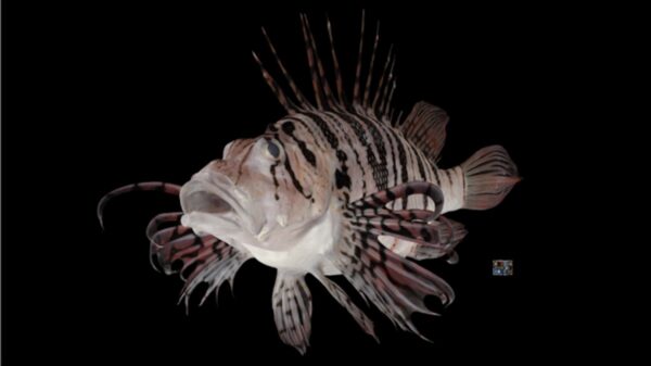 Low Res pic 1 Luna Lionfish Pterois lunulata