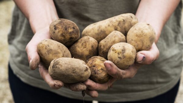 Person holding potatoes