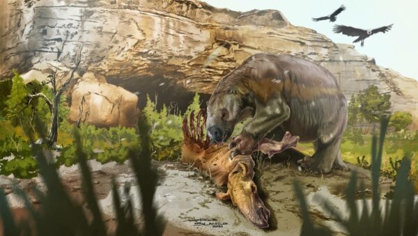 Reconstruction of the South American giant ground sloth Mylodon
