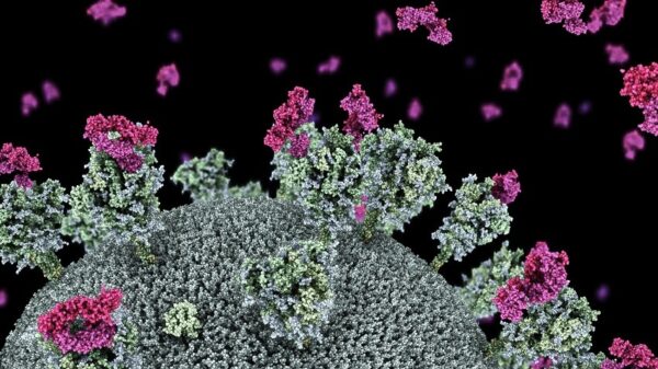 Visualisation of SARS-CoV-2 virus with nanobodies (purple) attaching to the virus spike protein.