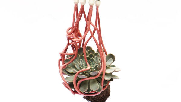 Thin pink curls entangle a succulent plant with no pot