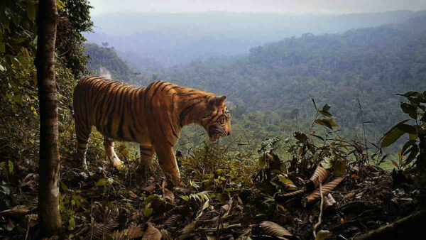 tiger-in-jungle-rainforest-overlooking-valley