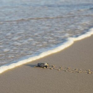 A baby loggerhead sea turtle crawls to the sea