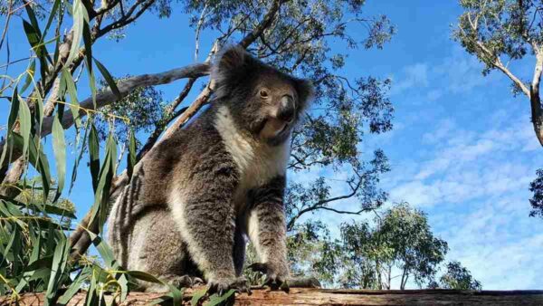 koala 2 cropped 1200