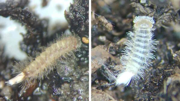 millipedes found in soil samples in Hong Kong