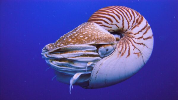 A nautilus floats in the ocean