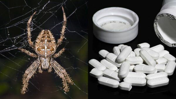 (Left) A female Araneus diadematus used in drug testing and (right) caffeine tablets