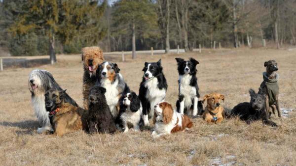 Large group of twelve dogs sitting together