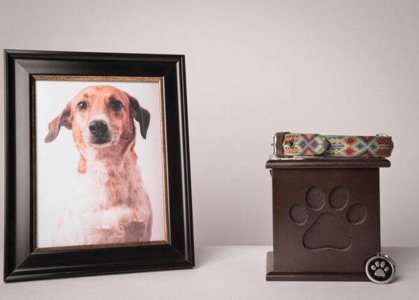 Grief process: picture of dog in frame next to ashes in a box, with collar on top