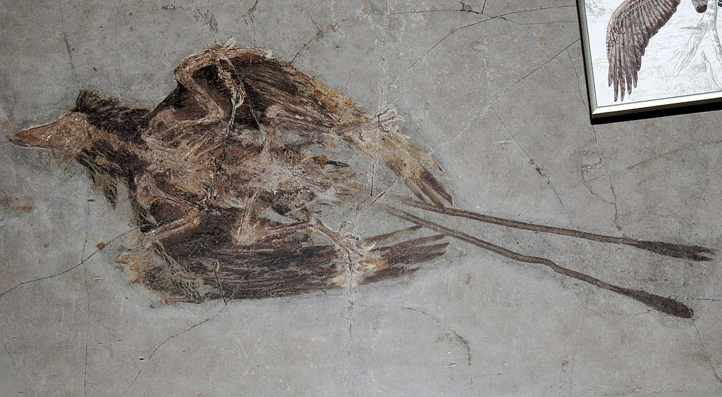 confuciusornis-male-fossil-showing-large-ornamental-feathers-flying-dinosaur-beaked-bird