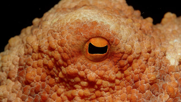 Close up of an orange octopus with bumpy skin with an orange and black eye.