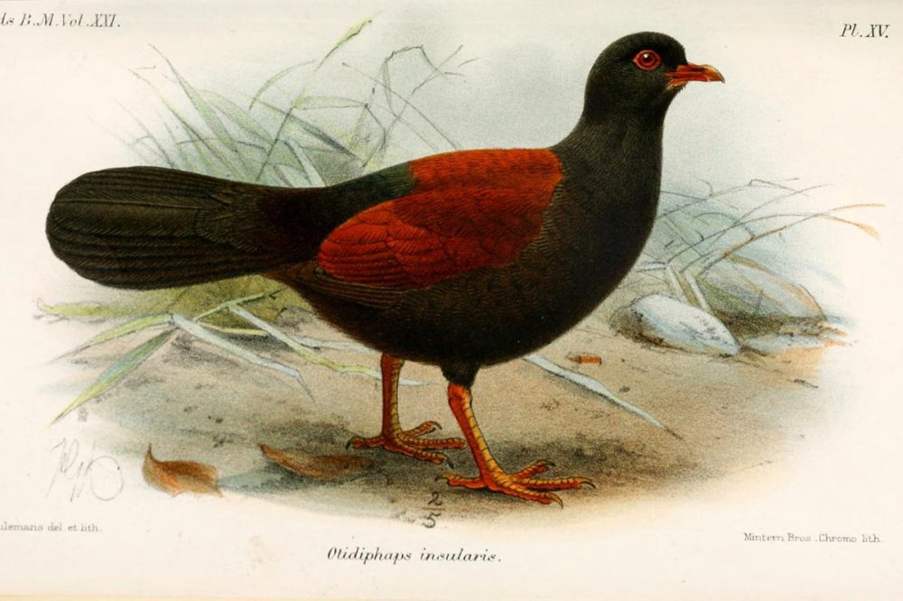black-naped-pheasant-pigeon-illustration