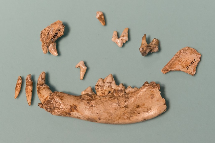 Part of the right half of the lower jaw, fragment of the upper jaw, and teeth 