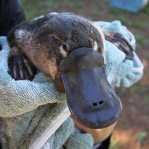 platypus being held in a towel

