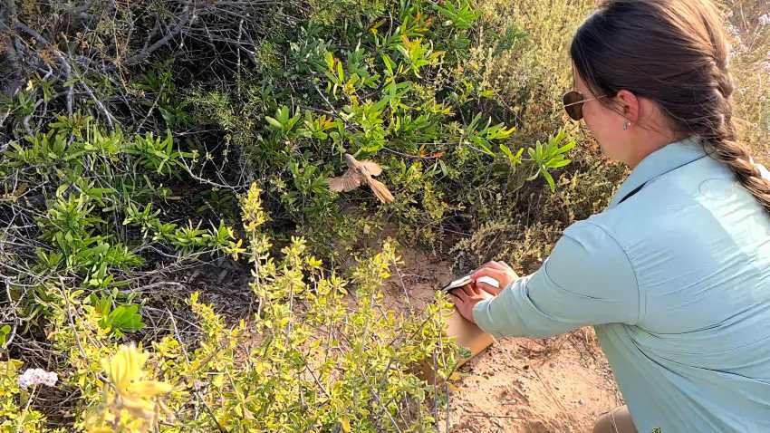 rare birds returned to dirk hartog island in wa after local extinction 3 Western grasswren bird being released on dirk hartog island by a woman in a blue shirt.