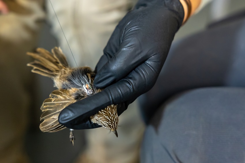 Western grasswren bird held in a gloved hand while being fitted with a transmitter on its back