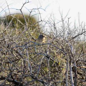 Western grasswren bird perched on a branch. 